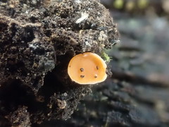 Pulvinula tetraspora