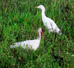 Eudocimus albus