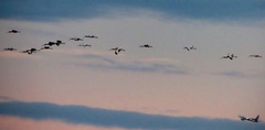 Eudocimus albus