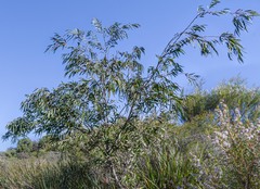 Agonis flexuosa