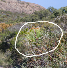 Xanthorrhoea platyphylla