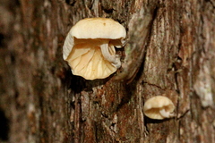 Campanella tristis