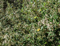 Spyridium globulosum