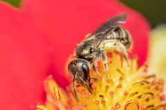 Halictus confusus