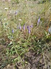 Veronica spicata