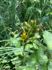 Ligularia subsagittata
