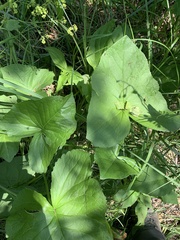 Ligularia subsagittata