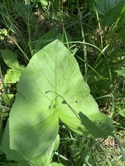 Ligularia subsagittata