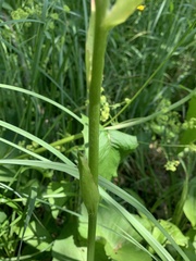 Ligularia subsagittata