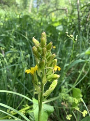 Ligularia subsagittata