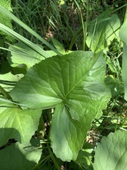 Ligularia subsagittata