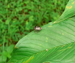 Menida