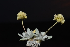 Eriogonum argophyllum