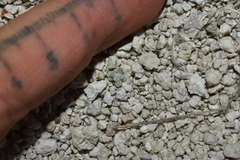 Eriogonum argophyllum