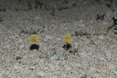 Eriogonum argophyllum