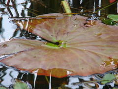 Nymphaea candida