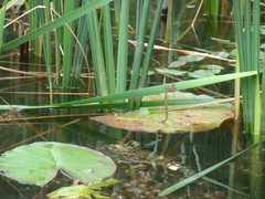 Nymphaea candida