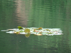 Nymphaea candida