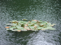 Nymphaea candida