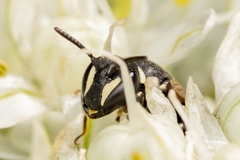 Hylaeus signatus