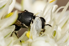 Hylaeus signatus