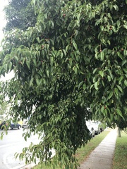 Ficus