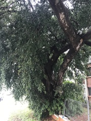 Ficus