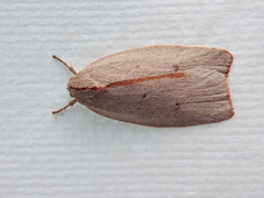 Euchaetis rhodochila