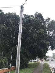 Ficus