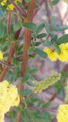 Acacia drummondii