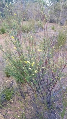 Acacia drummondii