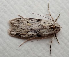 Stenoptena icmaea