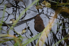 Arvicola amphibius