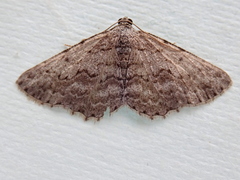 Psilosticha absorpta