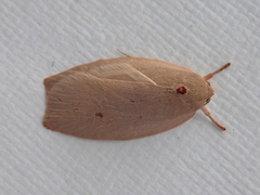 Euchaetis