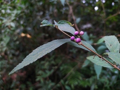 Callicarpa randaiensis