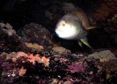 Notolabrus tetricus