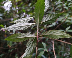 Callicarpa randaiensis