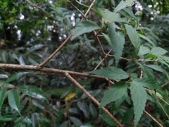 Callicarpa randaiensis