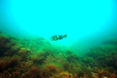 Notolabrus tetricus