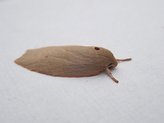 Euchaetis