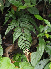 Arachniodes pseudoaristata