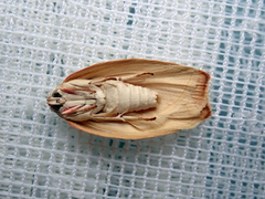Euchaetis