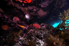 Notolabrus tetricus
