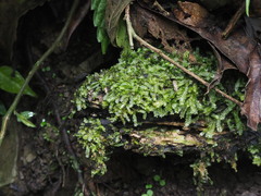 Geocalycaceae