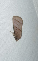Asta quadrilinea
