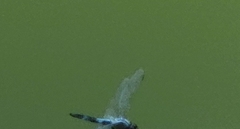 Orthetrum albistylum