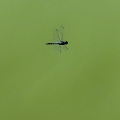 Orthetrum albistylum