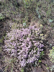 Thymus pallasianus