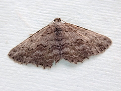 Psilosticha absorpta